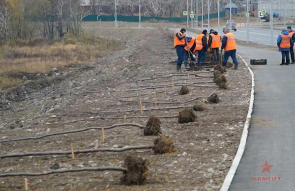 new-road-plants02.jpg