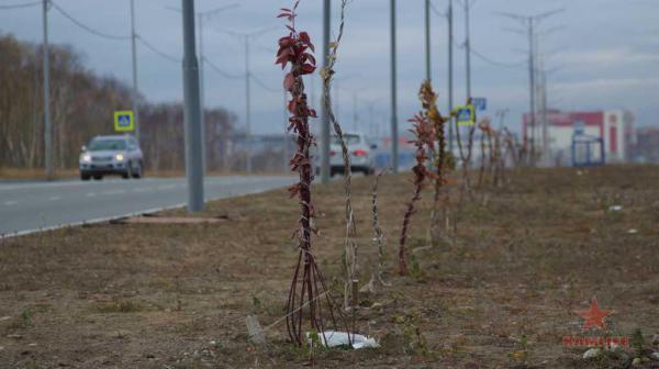 new-road-plants03.jpg