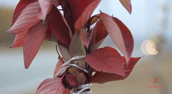 new-road-plants04.jpg