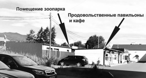 зоо-768x411.jpg