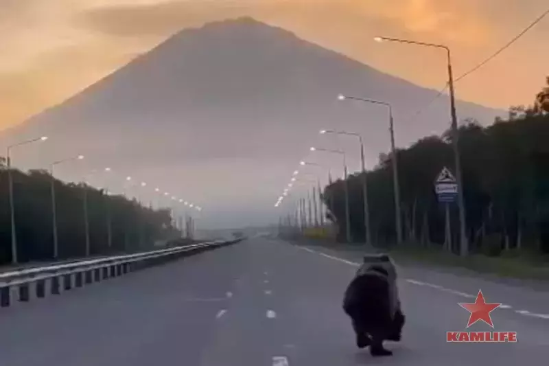 День медведя