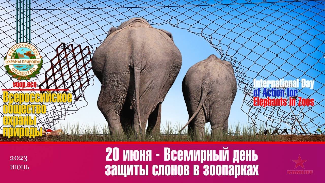 Всемирный день защиты слонов в зоопарках 20 июня
