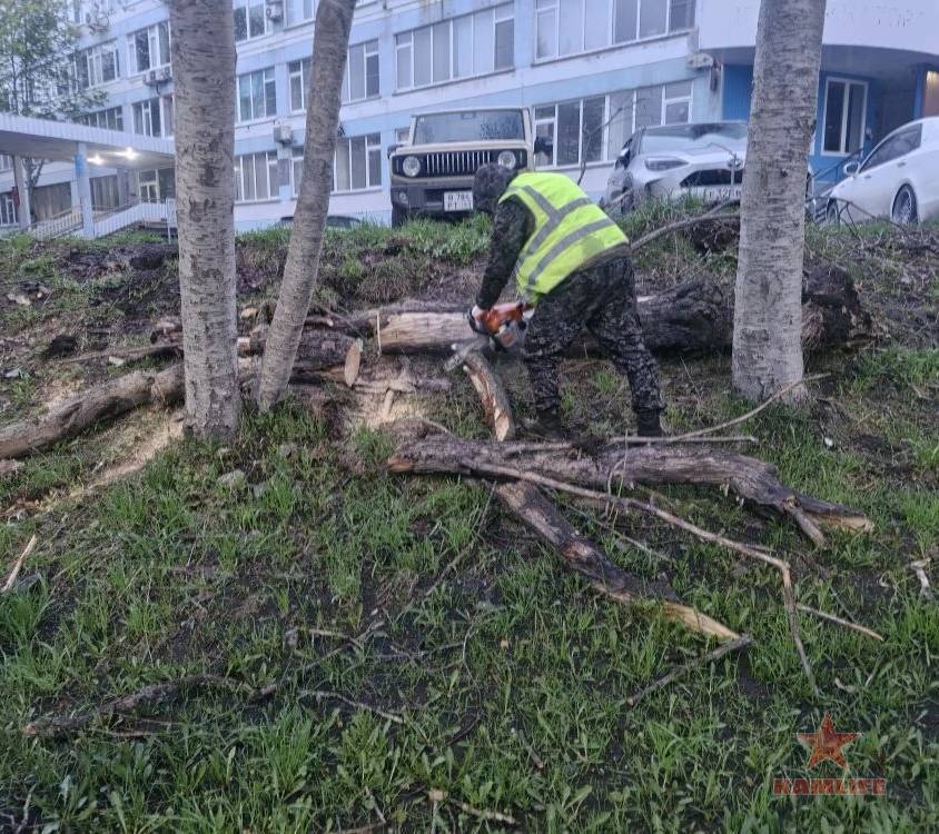 trees-repair06.jpg.f74f44eb7e02b2437055aebd81d0e1af.jpg